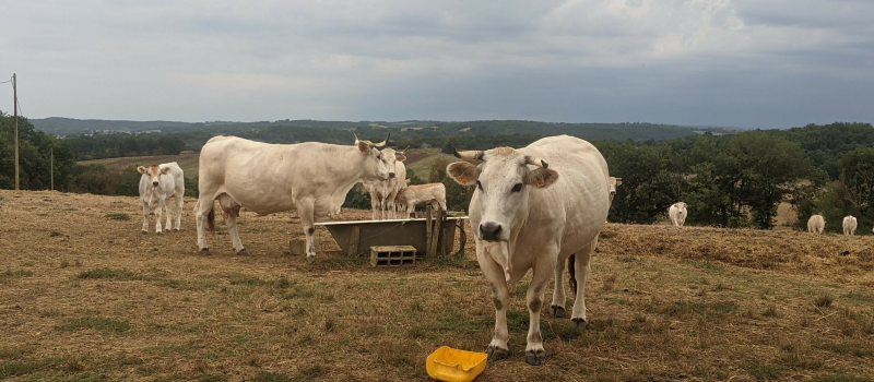 Agrivoltaïsme : un recours pour protéger les terres agricoles