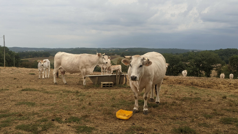 Agrivoltaïsme : un recours pour protéger les terres agricoles