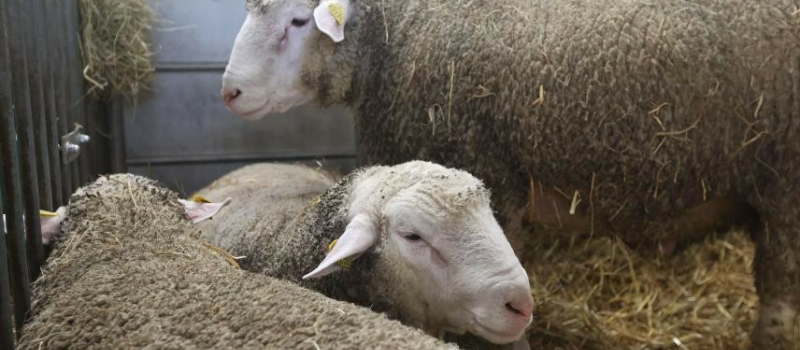 Fête de l'Aïd el-Kébir: des dispositions sanitaires et réglementaires