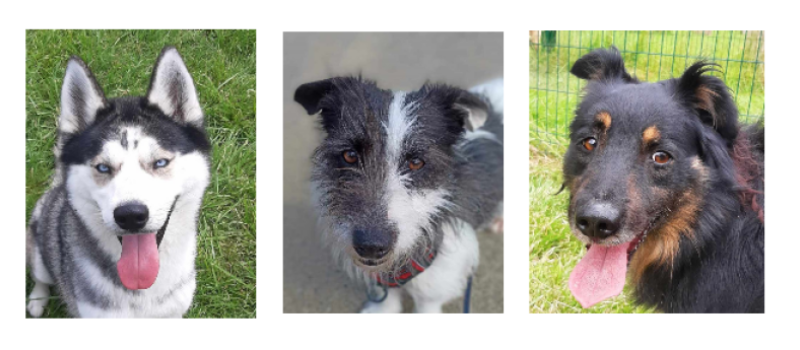 Les trois jeunes chiens de la semaine, Ulys, Mailou et Rex !