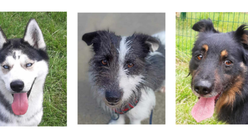Les trois jeunes chiens de la semaine, Ulys, Mailou et Rex !