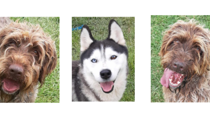 Les petits nouveaux de la semaine : deux frères Griffon Khortals et une demoiselle Husky !