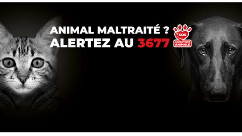 3677 : lancement de la ligne téléphonique nationale de signalement de maltraitance animale  !