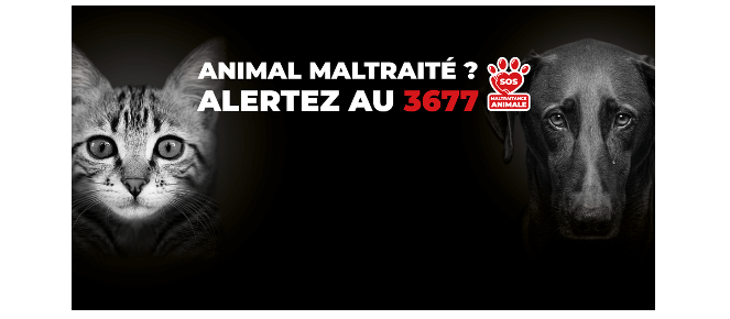Capture d’écran 2024-06-22 202856.png