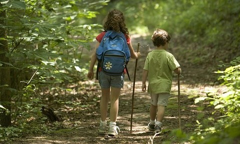forest-386751_960_720.jpg