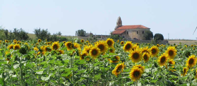 Venez découvrir les orchidées sauvages à la chapelle de Las !