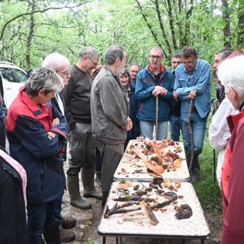 smg champignons fin juin 2.JPG