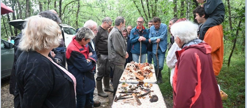 C'est la saison des champignons,