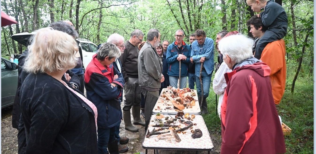 smg champignons fin juin 2.JPG
