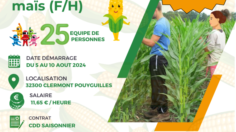 Recherche personnel pour le castrage du maïs