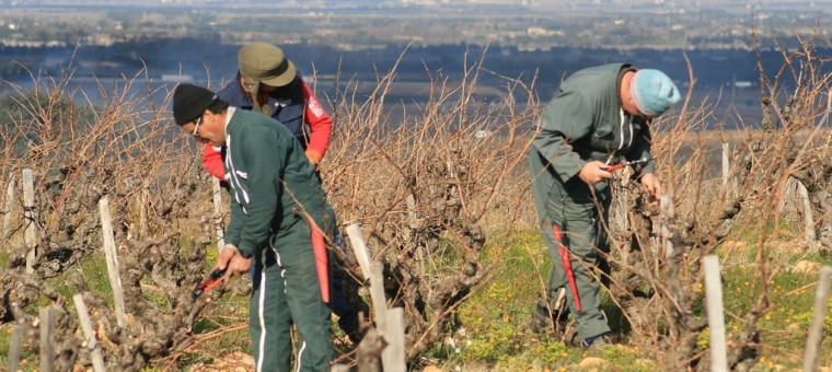 vendanges.jpg