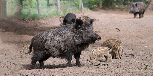 sanglier Laie_et_ses_marcassins.jpg