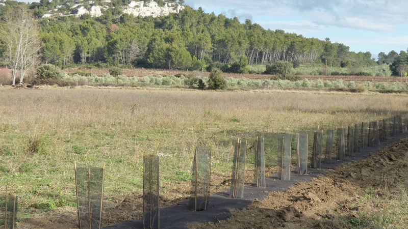 Des aides pour la plantation de haies mais pas seulement