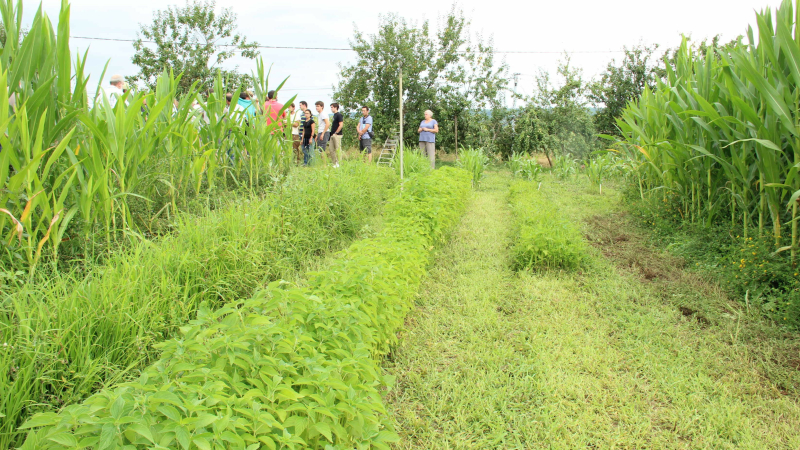 Paysages in Marciac : 16ème édition du festival de l’arbre, de l’agroécologie et de l’environnement du 22 au 27 juillet