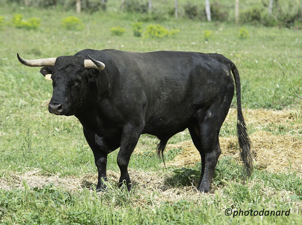 tendido toros2024-402.jpg