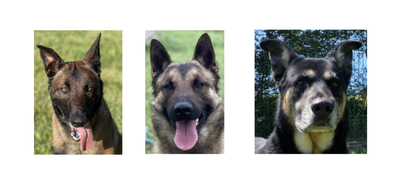 Qui adoptera Sarko... ?