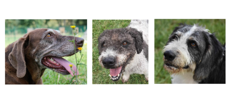 Les juillettistes de la SPA, Holly, Camaron et Bonito !