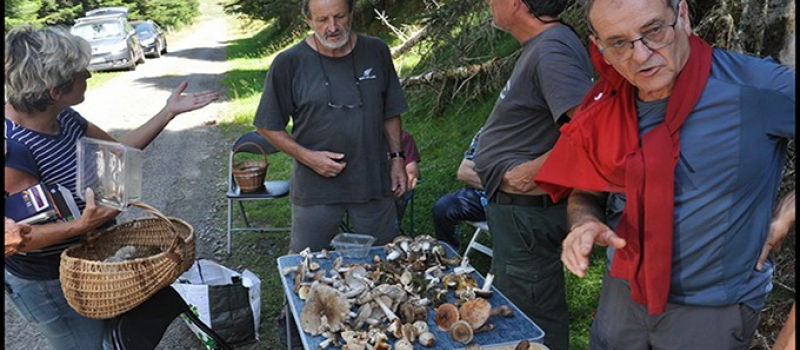 Amateurs de champignons la SMG vous attend