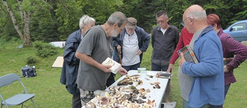 Approfondir ses connaissances sur les champignons