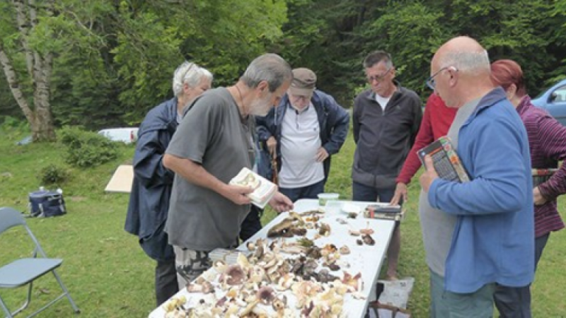 Approfondir ses connaissances sur les champignons