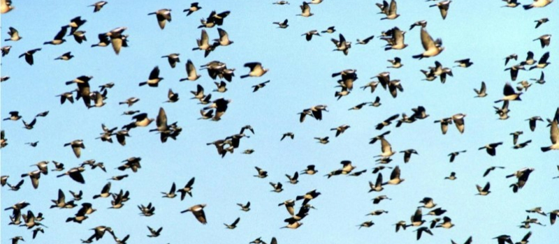 Chasse : vente des cartes dès samedi 24 août