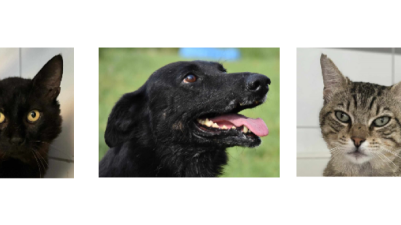 A l'honneur cette semaine, Conor et deux matous, Pompom et Brutus !