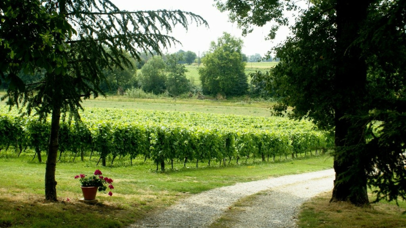 Journée "Battage à l'ancienne" au Domaine du Saux-Neuf