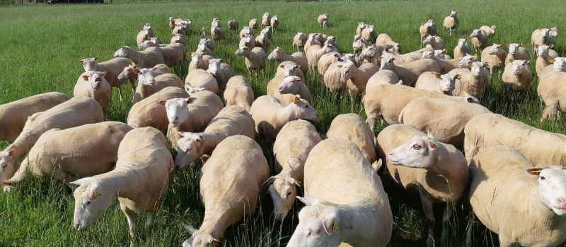 Fièvre Catarrhale Ovine: Philippe Dupouy, Président du Département du Gers, annonce un soutien financier aux éleveurs