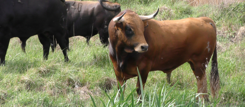 Journée taurine samedi 14 septembre