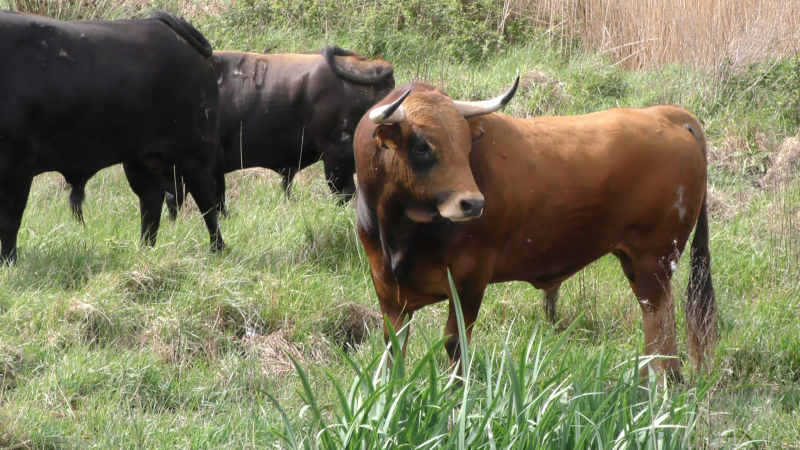 Journée taurine samedi 14 septembre