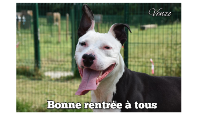 Collecte de dons organisée par la SPA du Gers