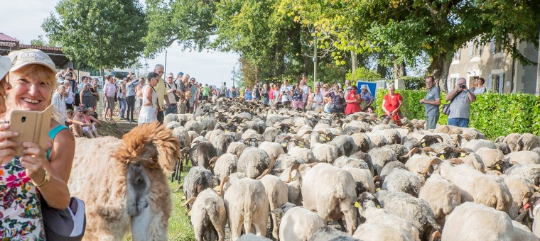 00 Arrivée du troupeau au Musée dupaysan gascon 1bis  210919.jpg