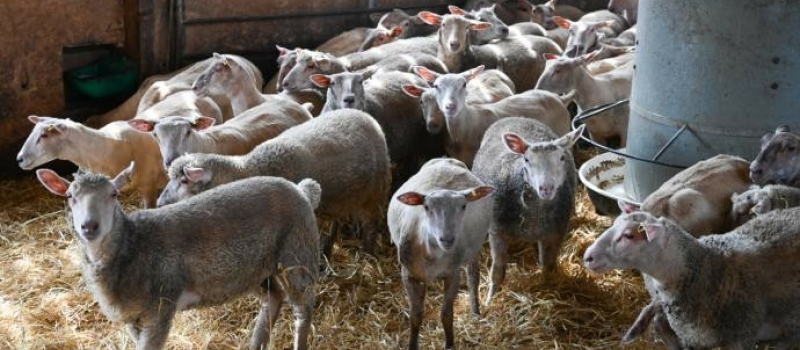 Fdsea 32 et des Jeunes Agriculteurs du Gers : rentrée de l’élève Fesneau ! Des progrès mais il reste des efforts à faire