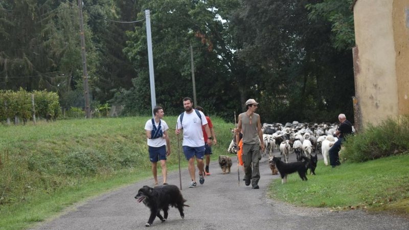 La Route de la transhumance fait une halte à Castex d'Armagnac