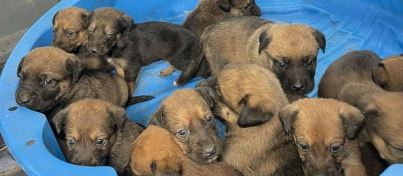 Douze chiots abandonnés en forêt récupérés par la SPA !