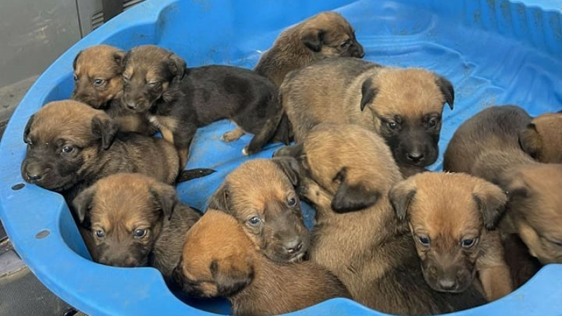 Douze chiots abandonnés en forêt récupérés par la SPA !