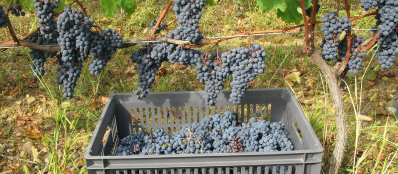 Fête des vendanges au Domaine de Saux
