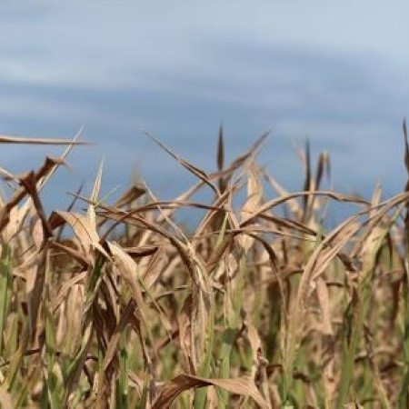 Secheresse-pour-les-agriculteurs-les-restrictions-d-eau-sont-devenues-la-routine.jpg