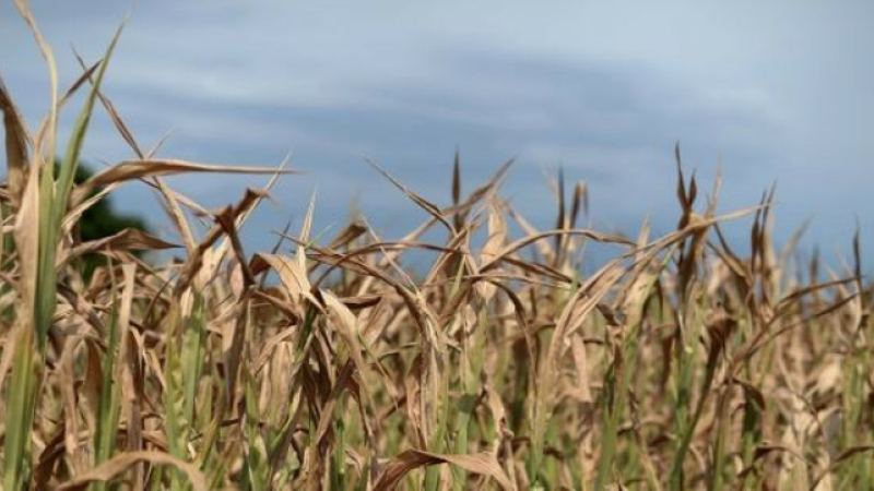 Pertes de récoltes : des mesures de soutien