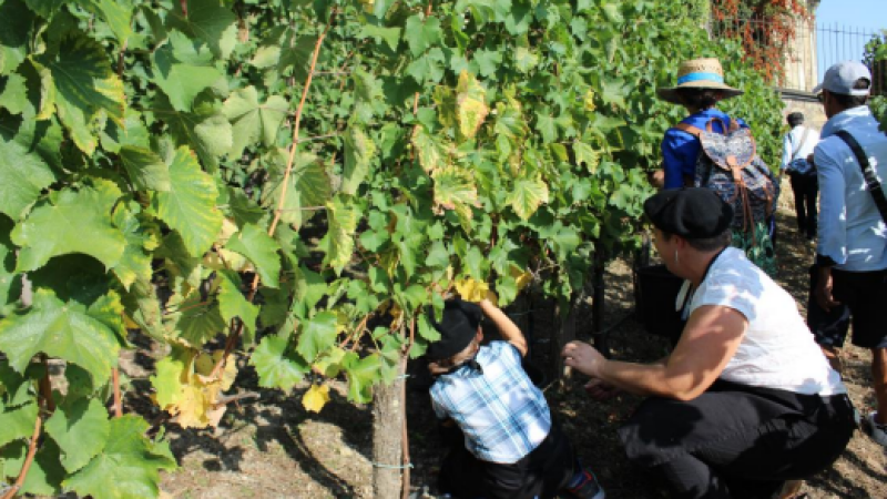 Vendanges de l’escalier monumental : inscrivez-vous !
