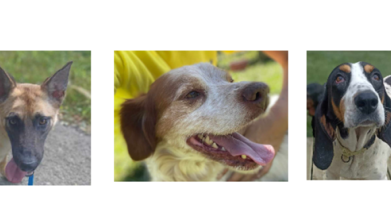 A la une cette semaine, Diane, Coco et Zadig