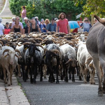 le troupeau passe le village de Saint Mont