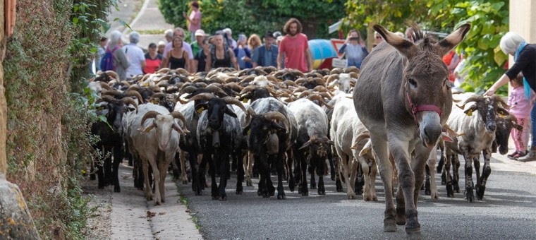 le troupeau passe le village de Saint Mont