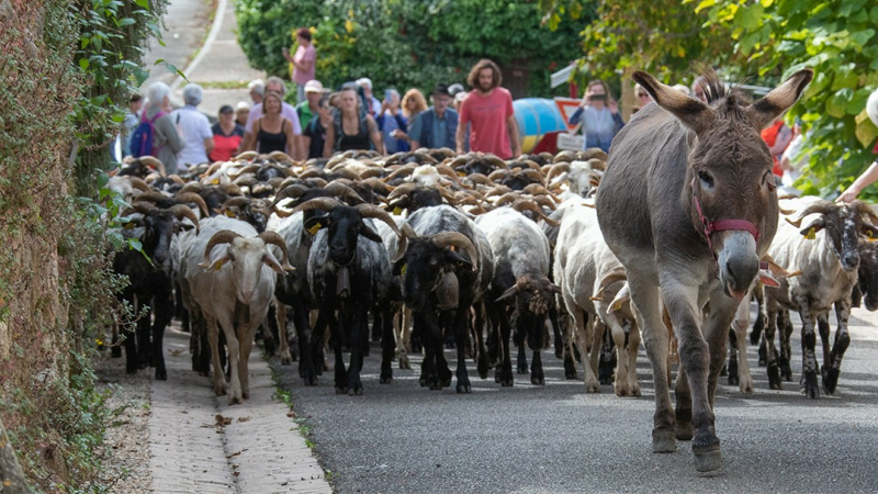 le transhumance passait par Saint Mont