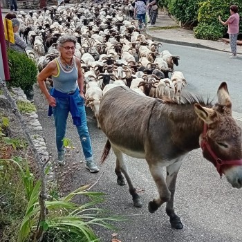 SAINT MONT  BREBIS 3  Arrivee des moutons.jpg