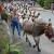 Une transhumance conviviale entre nature et traditions