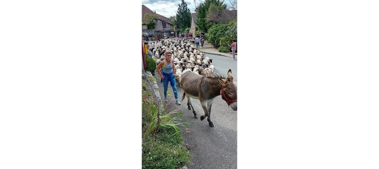 SAINT MONT  BREBIS 3  Arrivee des moutons.jpg