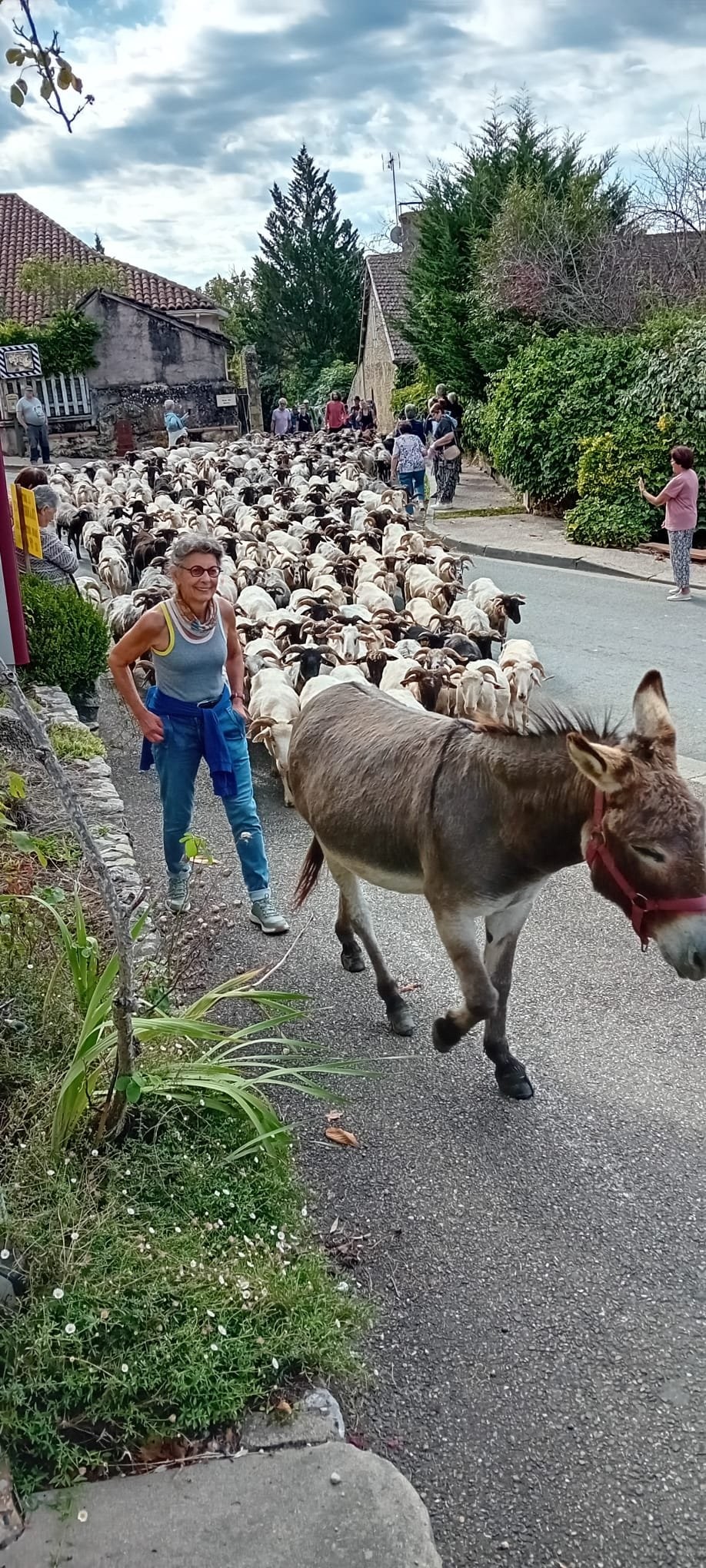 Arrivée du troupeau de brebis dans le bourg de Saint Mont Ph Lionel LEMAIRE