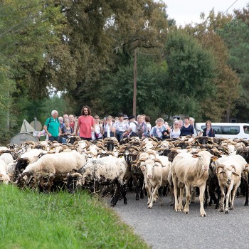 0 Arrivée du troupeau avec Txoin Iriberri en rouge 1bis 210924.jpg