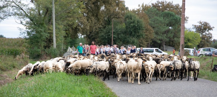 0 Arrivée du troupeau avec Txoin Iriberri en rouge 1bis 210924.jpg